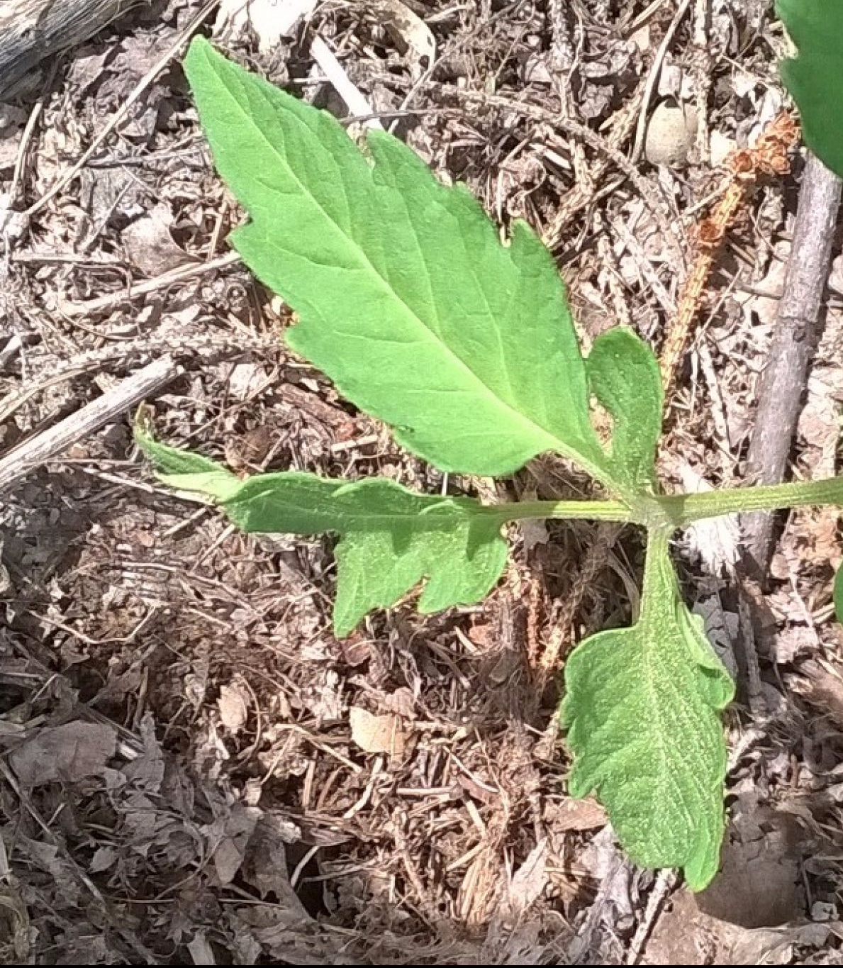 What’s Growing, Part One:&nbsp;Tomatoes